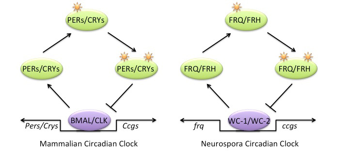 The Mammalian and Neurospora Circadian clocks