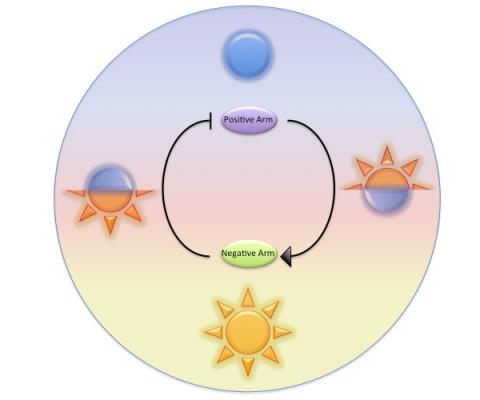 A molecular transcription-translation autoregulatory feedback loop